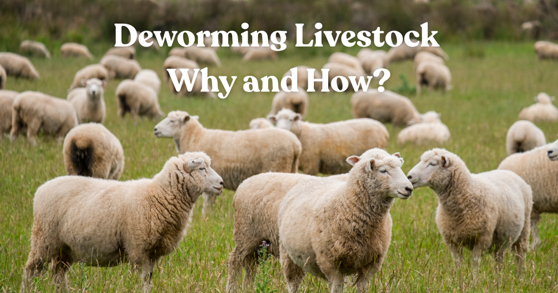 Sheep Dewormer Comparison Oral vs Injectable Options Explained